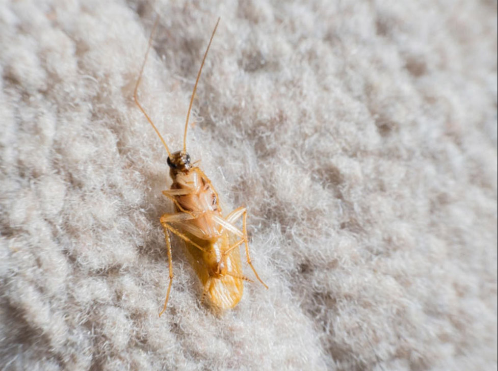 راه های پیشگیری از بید خوردگی فرش - مبلشویی کرج