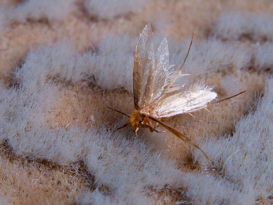 راه های از بین بردن بید خوردگی فرش -مبلشویی کرج